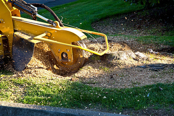 Best Tree Fertilization Services  in Orange, CA